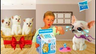 Богдан прогнал щенка из дома и купил КОТЯТ ! Hasbro Lost Kitties Распаковка сюрпризов