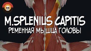 Ременная мышца головы (m. splenius capitis) 3D Анатомия