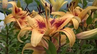 Lilium 'Hotel California'