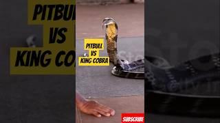 Pitbull vs King Cobra #americanpittbull #shorts #pitbulldog #wildanimals #trending #doglover