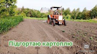 Перший раз підгортаю картоплю трактором Результат #трактор #т25