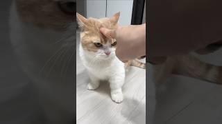 #105 Funny Cat videos  #meowing #memes #cute