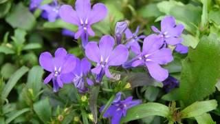 Facts about Lobelia Plants