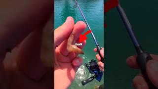 I Fished for Tiny Bait 