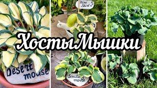 Хосты мышки(мышиные ушки)