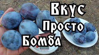 СЛИВА НЕНЬКА!!! PLUM NENKA!!!