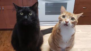 We're Back!! - Cole and Marmalade