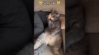 what are you doing#funny #pets #catcomedy #catvideos #cat#catshorts #funnyanimal #catlover#funnycat