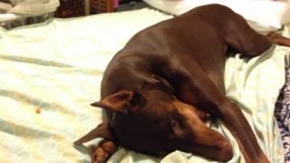 Spoiled Doberman Temper Tantrum