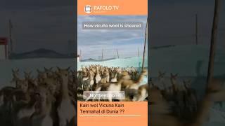 Kain Wol Vicuna Kain Termahal di Dunia ?? #shorts #vicuña #hewan #hiburan #fyp #videoshort