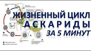 ЖИЗНЕННЫЙ ЦИКЛ АСКАРИДЫ ЗА 5 МИНУТ (+Разбор заданий)
