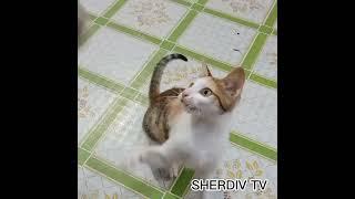 Mia the Cat Playing with mouse doll
