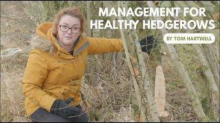 Management for Healthy Hedgerows