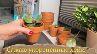 Укоренение и посадка хойи #хойи #укоренениечеренков #зимнийсад