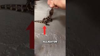 This 3-Month-Old Gator is Already a Fierce Predator!