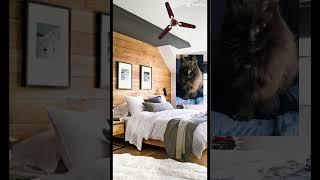 Pepper learns how to fly. #cat #memes