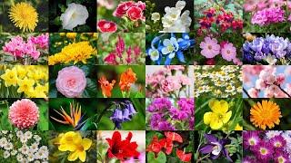 Learn the Names of 62 Common Flowers in English