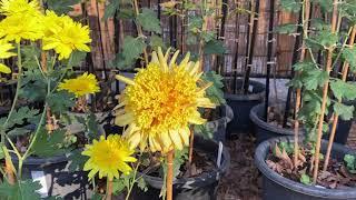 丁子菊　嵯峨菊　肥後菊　神代植物公園菊花大会　2023.11.19