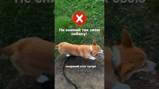 Как круто снять собаку #коргипемброк #собака #корги #corgi #собаки #питомниккорги #животные #собака