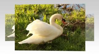Swan Lake