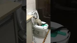 قط سيامي مروض على مرحاض | Siamese cat tamed on toilet #shorts