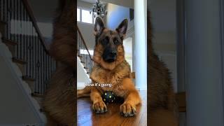5 months vs 3-1/2 years #germanshepherd #dog #puppy