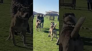 Dangerous Dog Fight  #dogshorts #dogfight #dogaggression