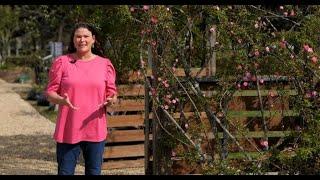 Get It Growing: Super Plant Peggy Martin rose represents Louisiana