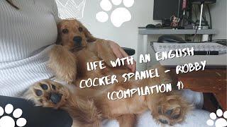 Life with an English Cocker Spaniel - Robby (Compilation 1)