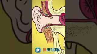 Do  you khow this? This is fact. #inmedicina #ent #shorts  #quloq #ear