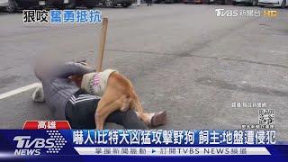 狠咬不放!比特犬凶猛攻擊野狗 飼主疑地盤遭侵犯｜TVBS新聞