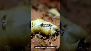 Why is the Termite Queen SO HUGE? #shorts #youtubeshorts