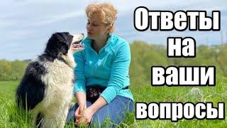 Как научить команде "сидеть",  если щенок за рукой с лакомством идет назад. Отвечаю на ваши вопросы