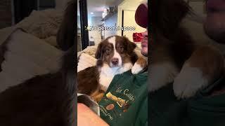 Things you get with an Australian ShepherdWe still love him  #australianshepherd #puppy