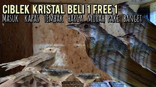 CIBLEK KRISTAL BELI 1 FREE 1 MASUK KAPAS TEMBAK HARGA MURAH BANGET