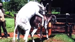 Hybrid Horse Donkey Mating with Burro