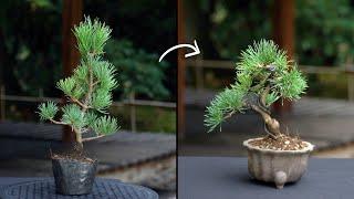 Creating a Pine Bonsai