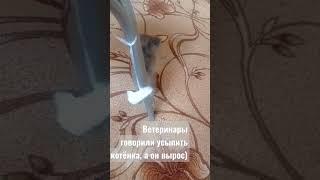 котёнок #искуственное кормление#шотландец от тайской кошки #2 месяца