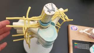 Spinal Cord Models in the Lab and Quiz