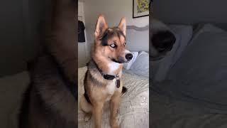 Shepsky Dog (Shepherd + Husky Dog) #shorts