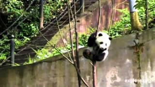 Amazing Footage Of Panda Cub Climbing a Tree.