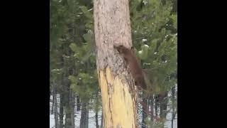 Поймать еду . #Куница  в погоне за #Белкой #Shorts #marten #squirrel