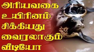 அரியவகை உயிரினம் சிக்கியது! வைரலாகும்'காணொலி! | Sea cow Tranding Viral Video