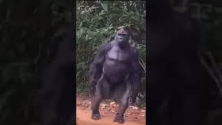 HaHaDavis - Gorilla stood on business