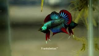 Wild betta imbellis full color by Franksbettas