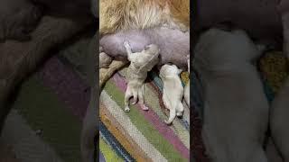 Golden retriever New born #shorts #dog #youtubeshorts
