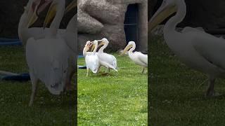 Flamingolar kavga ediyorlar#flamingo #kavga #animals #turkey #hayvanatbahçesi #zoo