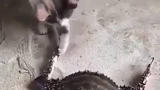 Cat  VS  Crab