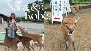  Nara & Kobe in 1 Day | Nara deer park, nara's famous mochi show, kobe beef fine dining $$$$ etc.