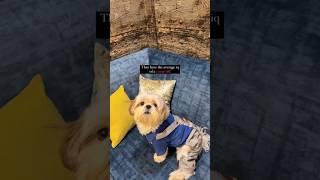 Treat them like own child  shihtzu dog #shihtzu #dog